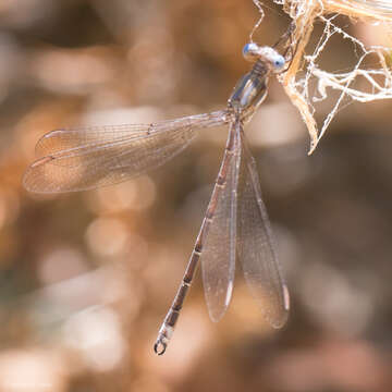 Image of Archilestes californicus McLachlan 1895