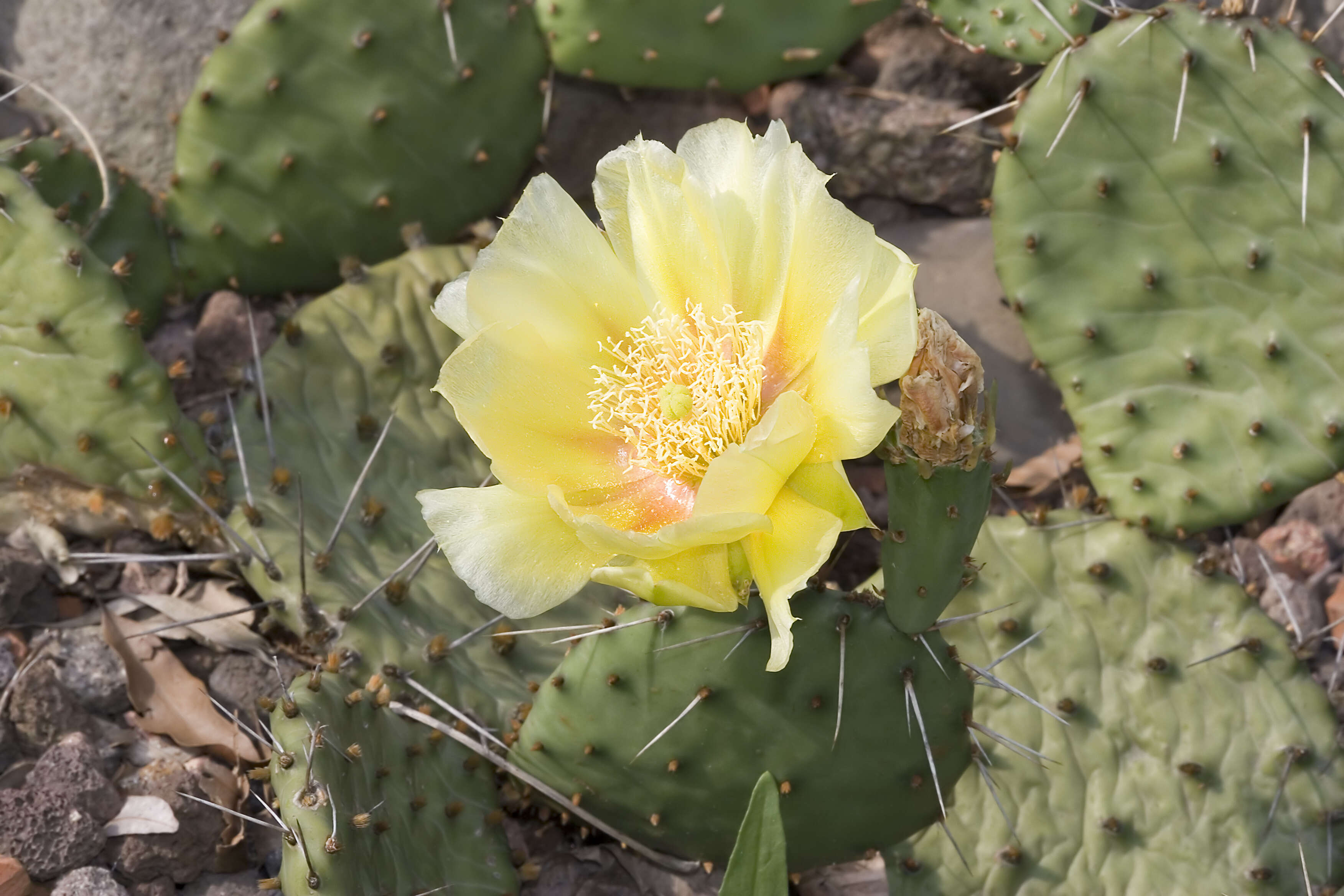 Image of Eastern Prickly Pear