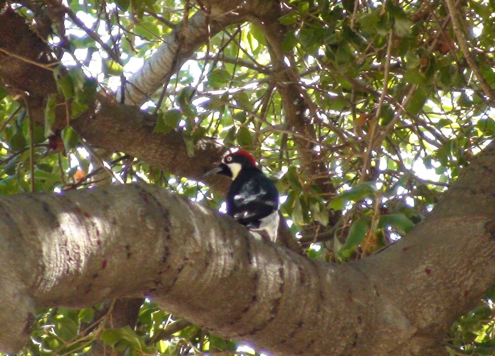 Plancia ëd Melanerpes formicivorus (Swainson 1827)