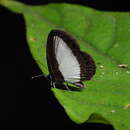 Image of Psychonotis brownii (H. H. Druce & Bethune-Baker 1893)