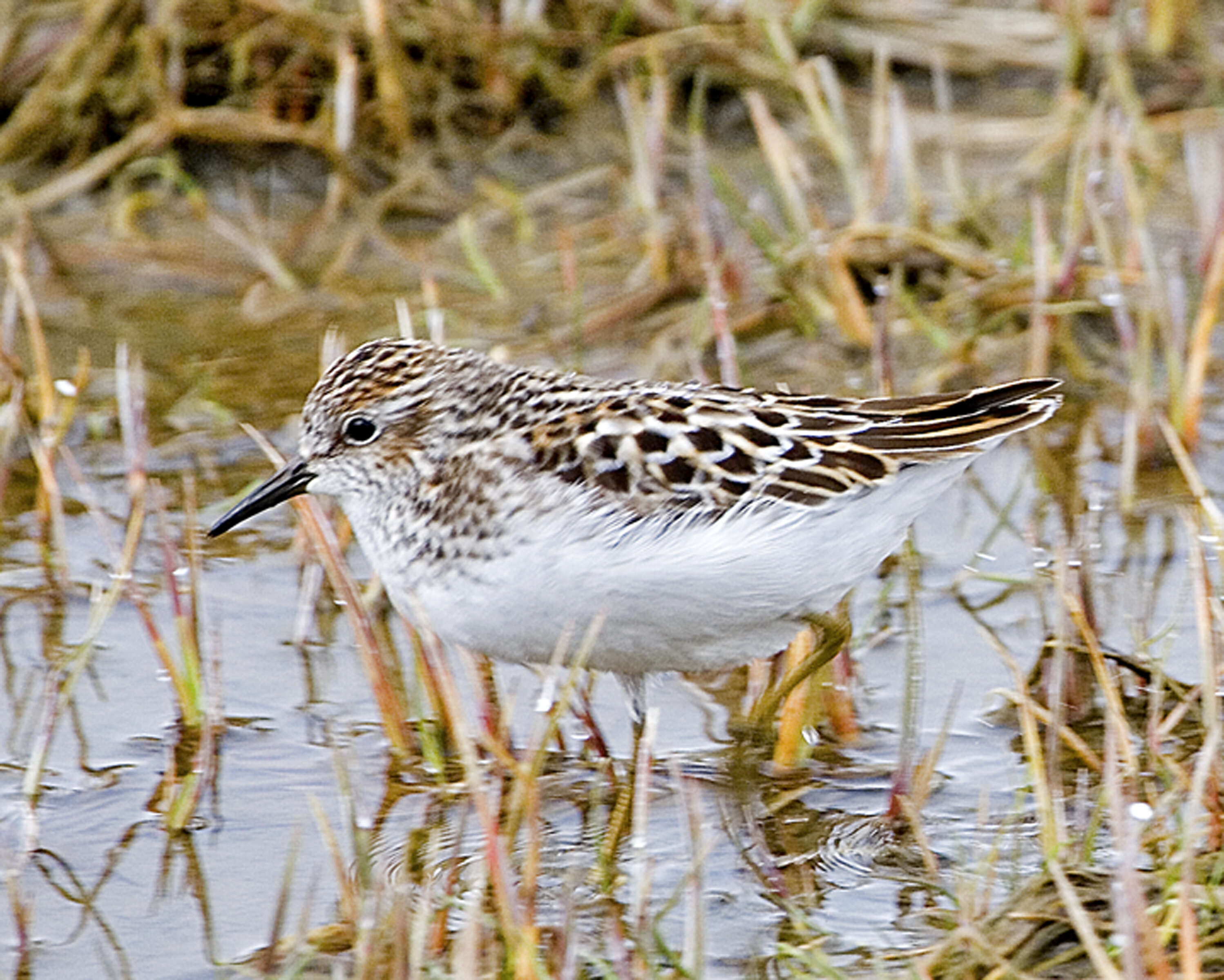 Image of Least Sandpiper