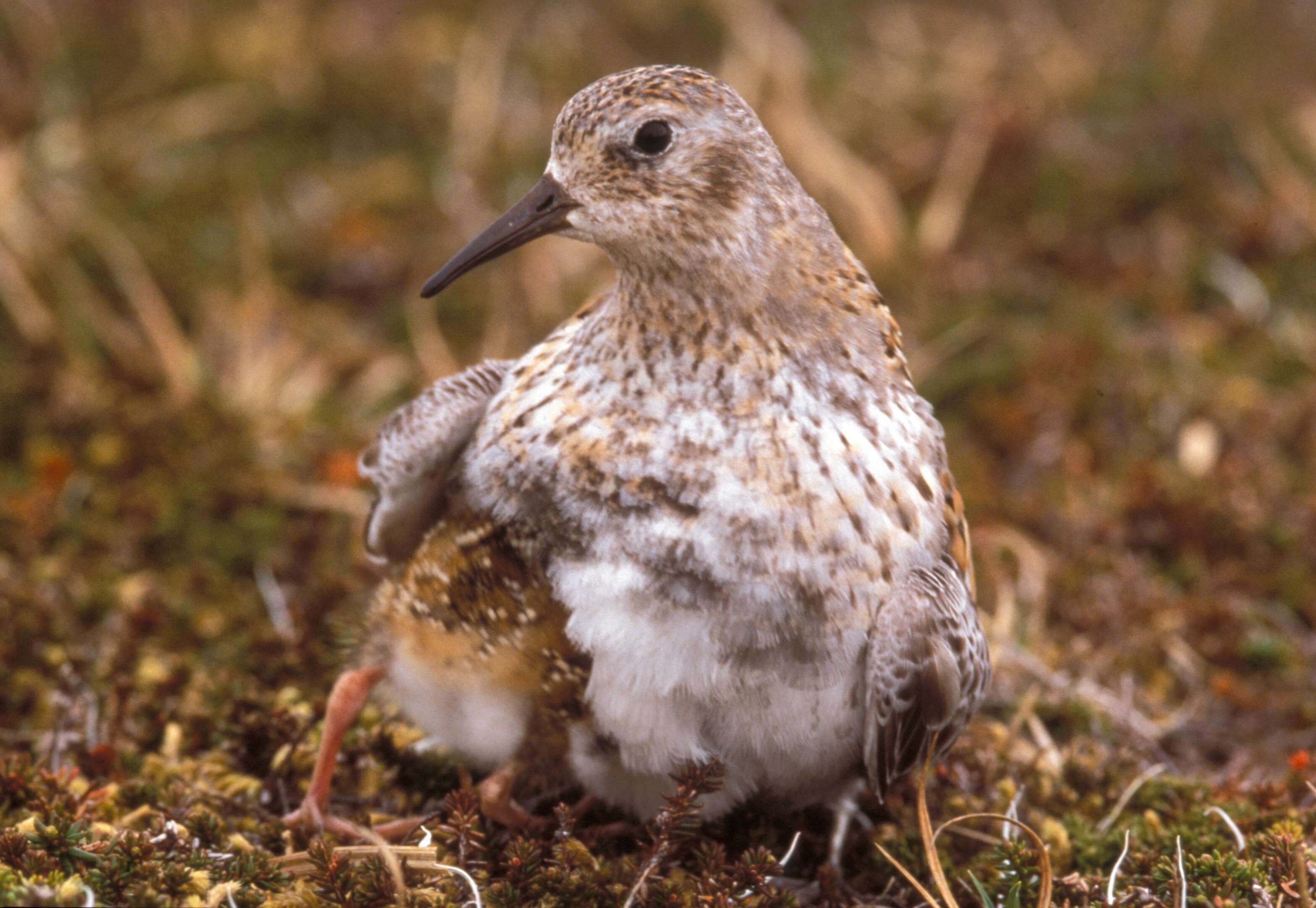 Image of Least Sandpiper