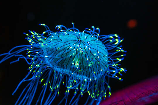 Image of Flower hat jelly