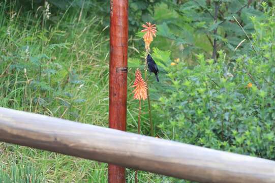 Image of Black Flower-piercer