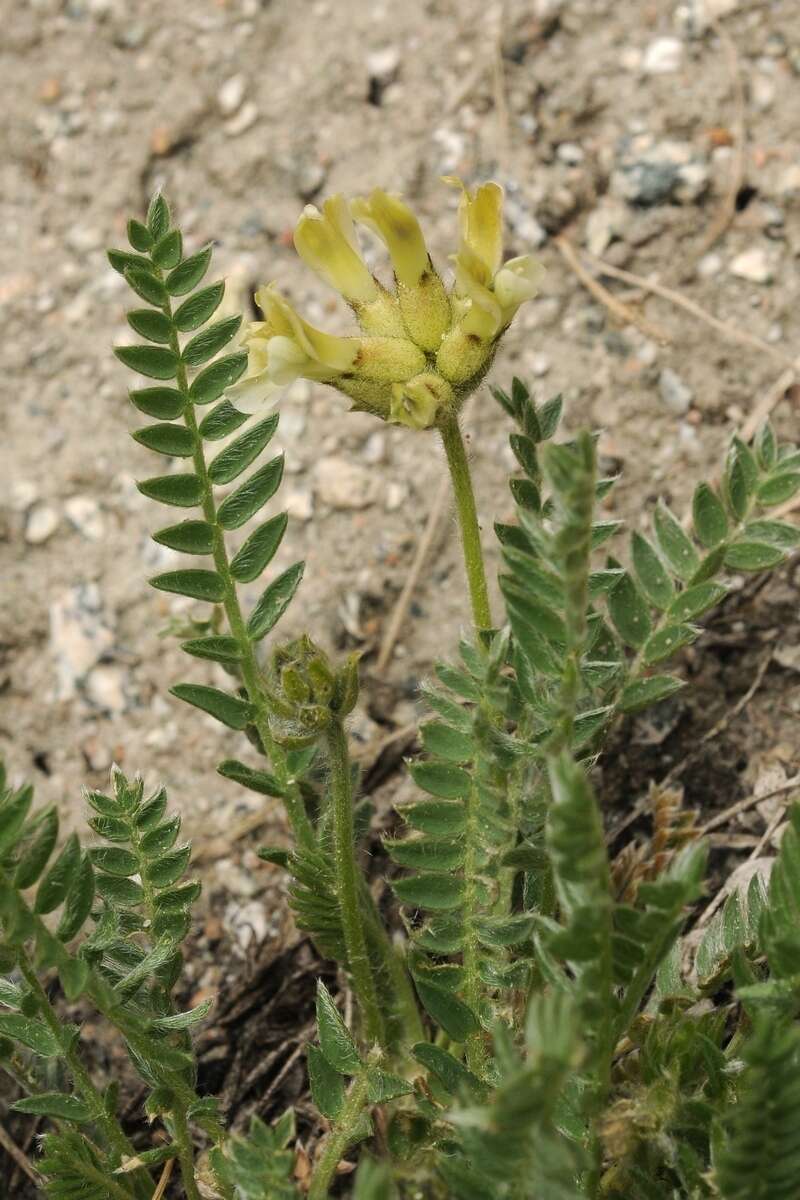 Image of Oxytropis recognita Bunge