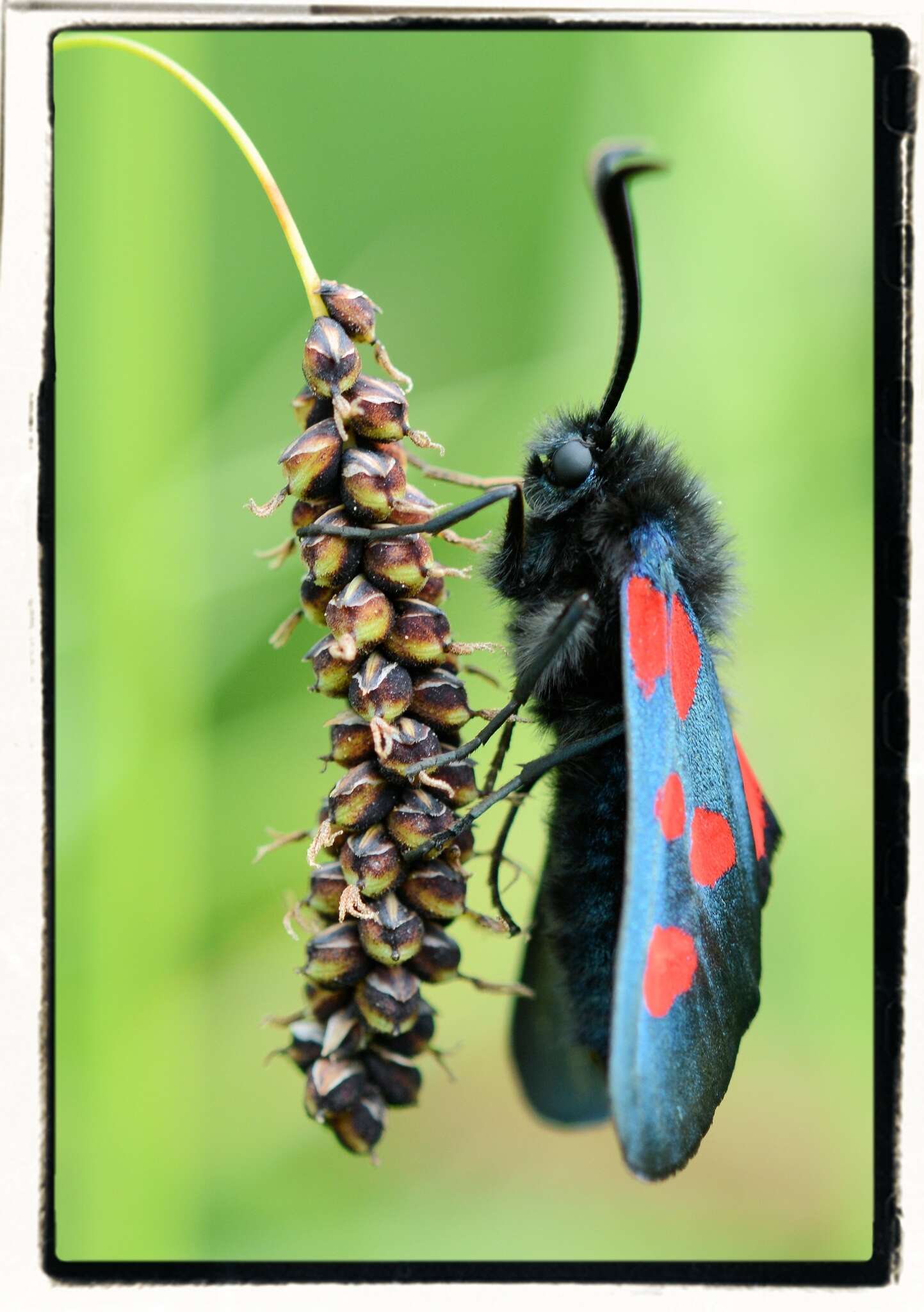 Image of Zygaena lonicerae Scheven 1777