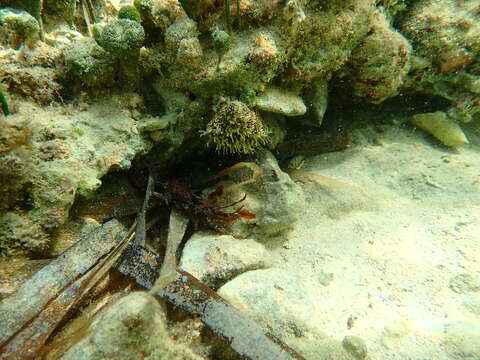 Image of red warty anemone