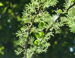 Imagem de Vachellia tortilis (Forssk.) Galasso & Banfi