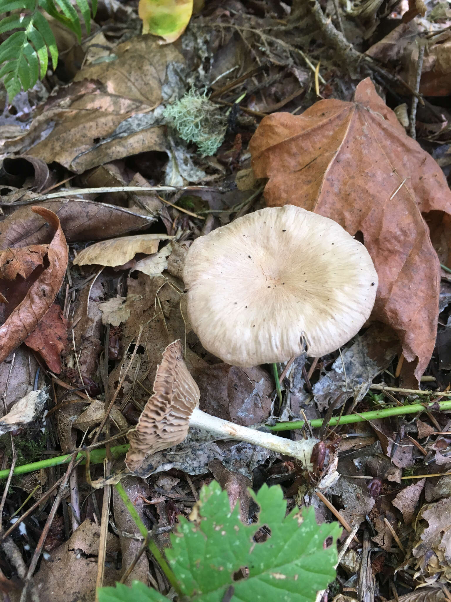 Image of Collybiopsis peronata (Bolton) R. H. Petersen