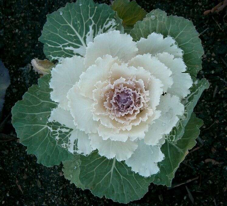 Image of white cabbage