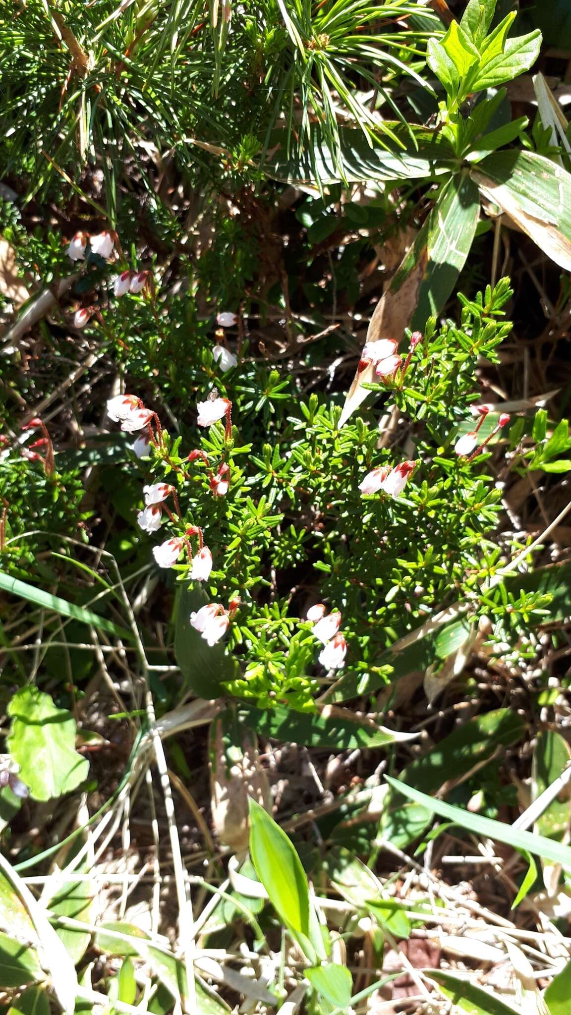 Image of Phyllodoce nipponica Makino