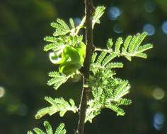 Imagem de Vachellia tortilis (Forssk.) Galasso & Banfi