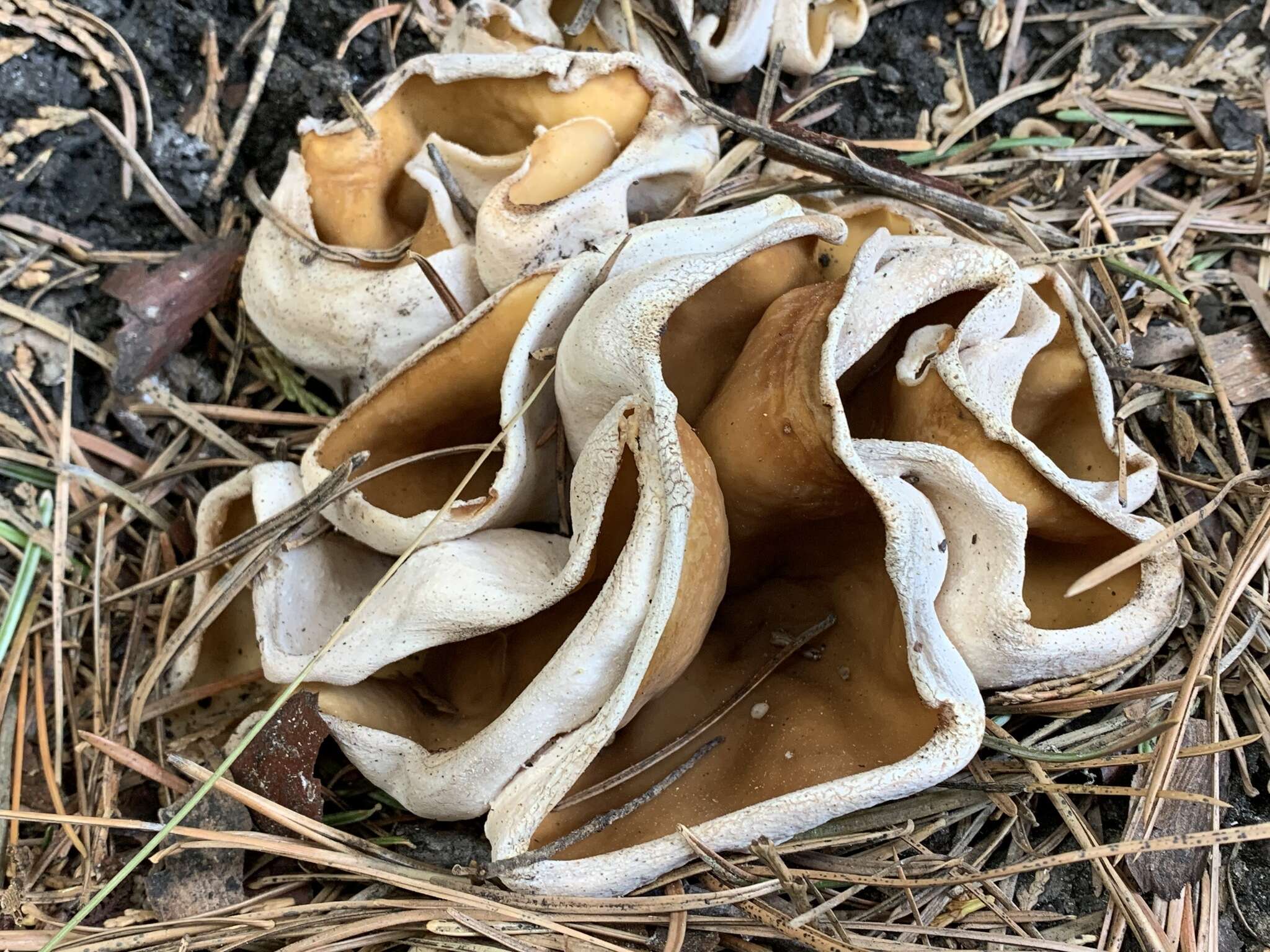 Imagem de Gyromitra melaleucoides (Seaver) Pfister 1980