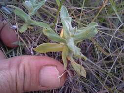 Image of Helichrysum wilmsii Moeser