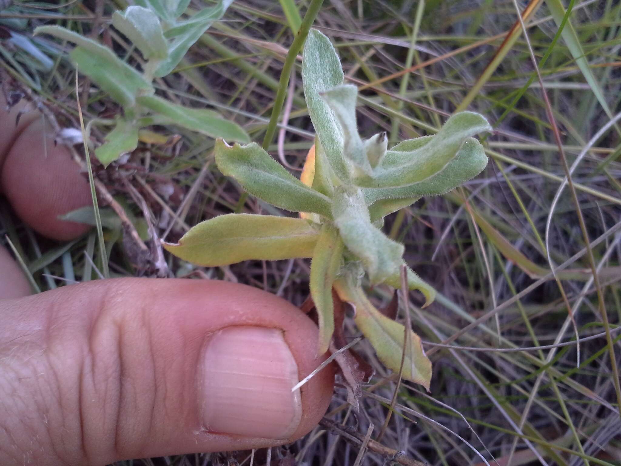 Image of Helichrysum wilmsii Moeser