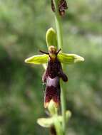 Image of Fly orchid