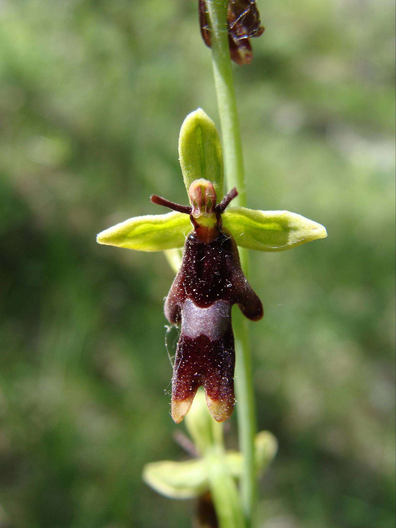 Слика од Ophrys insectifera L.