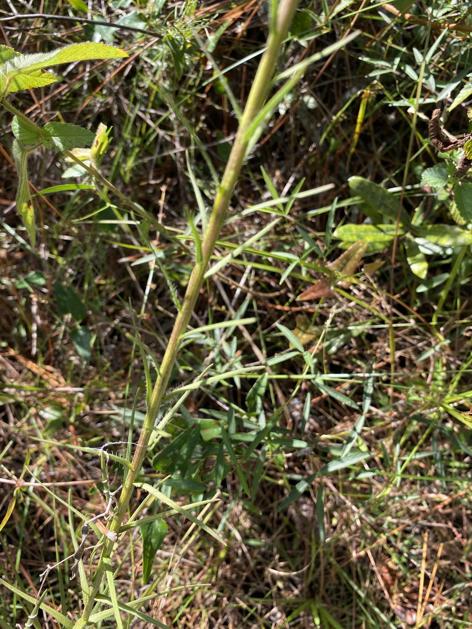 Image of savanna blazing star