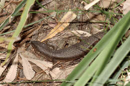 Image of Black Crevice-skink