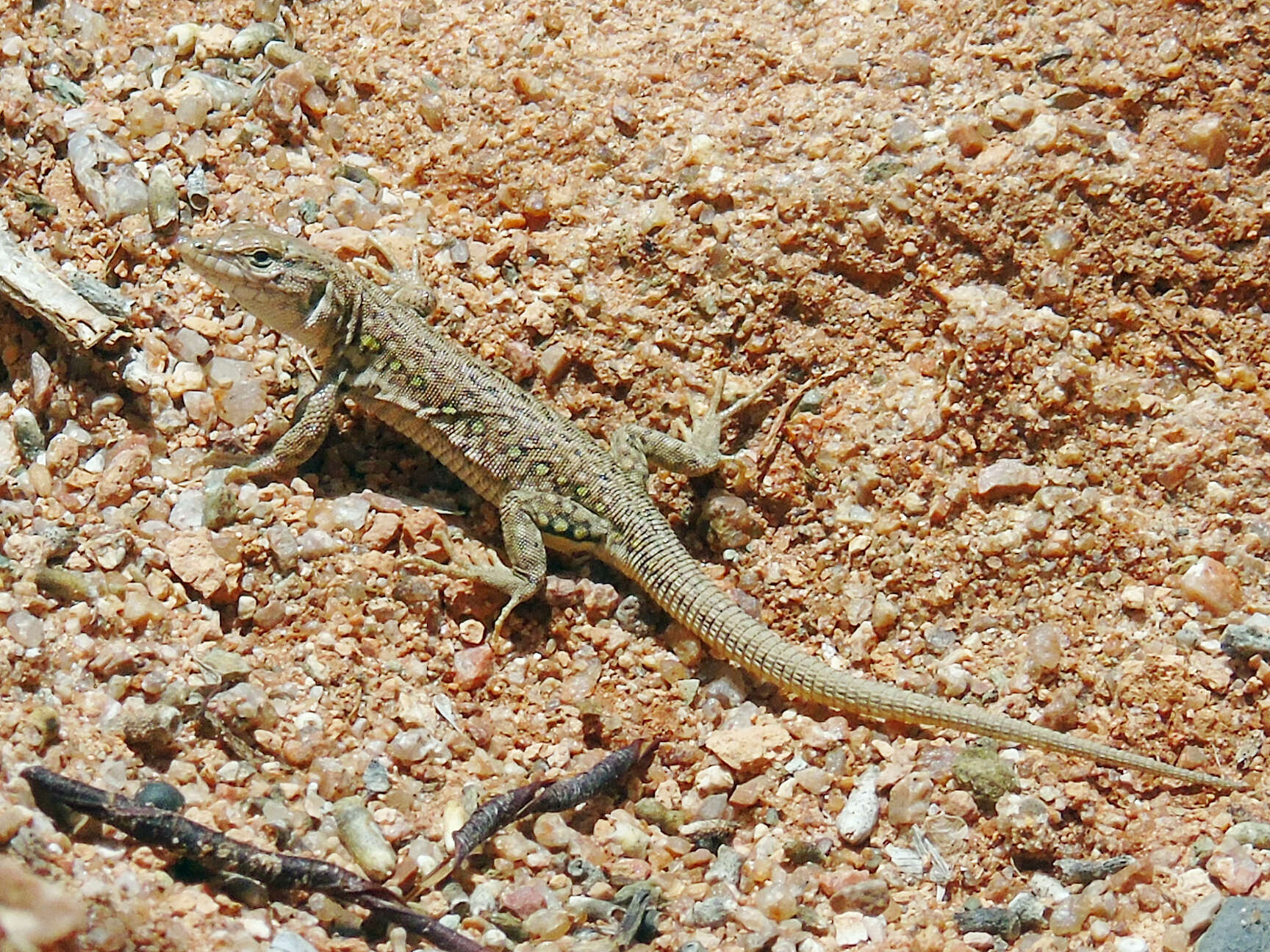 Image of Multi-ocellated Racerunner