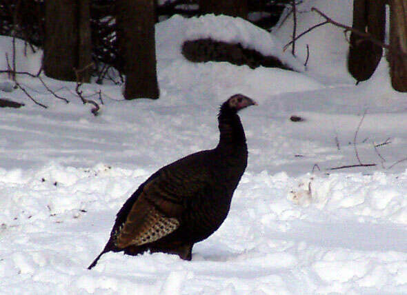 Imagem de Meleagris gallopavo Linnaeus 1758