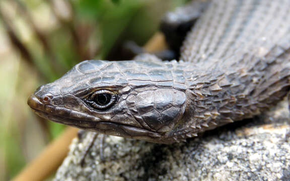 Image of Black girdled lizard