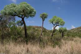 Image of Highveld Cabbage Tree