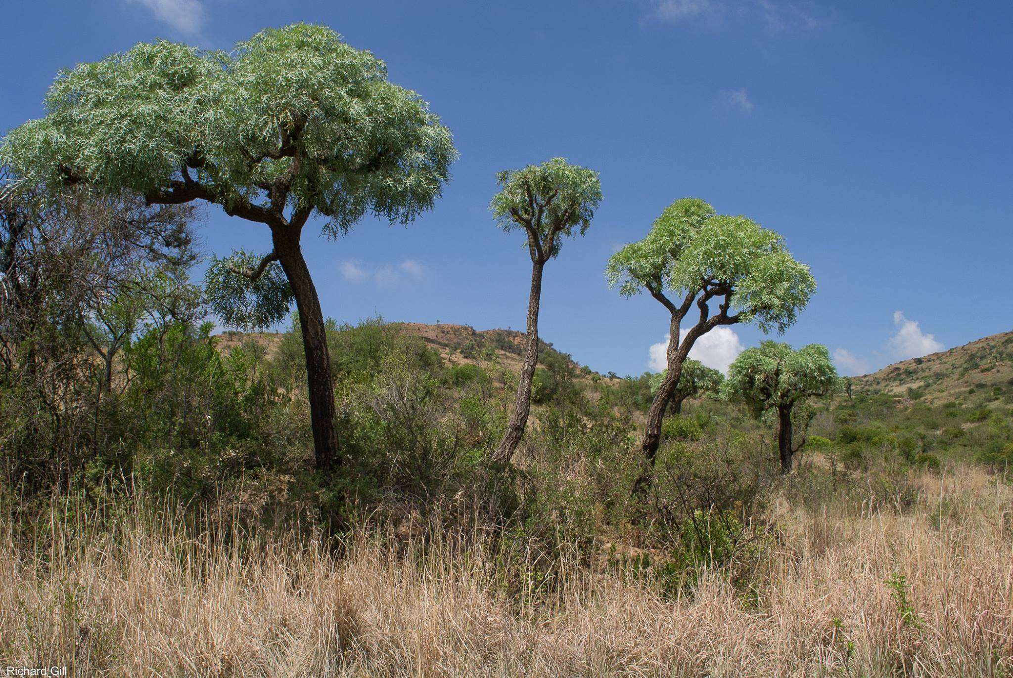 Image of Highveld Cabbage Tree