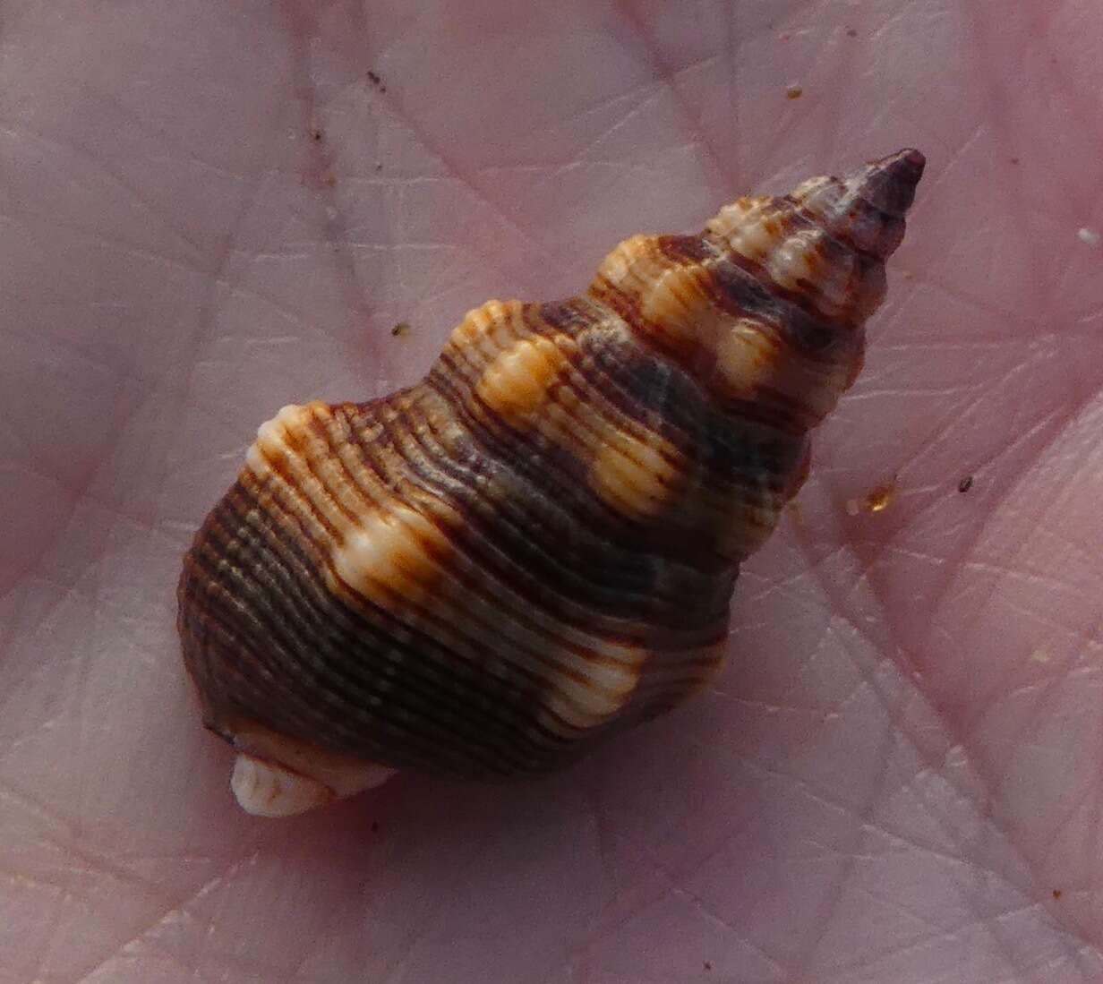 صورة Nassarius mendicus (Gould 1850)