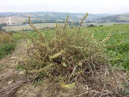 Image of Prickly Russian-Thistle