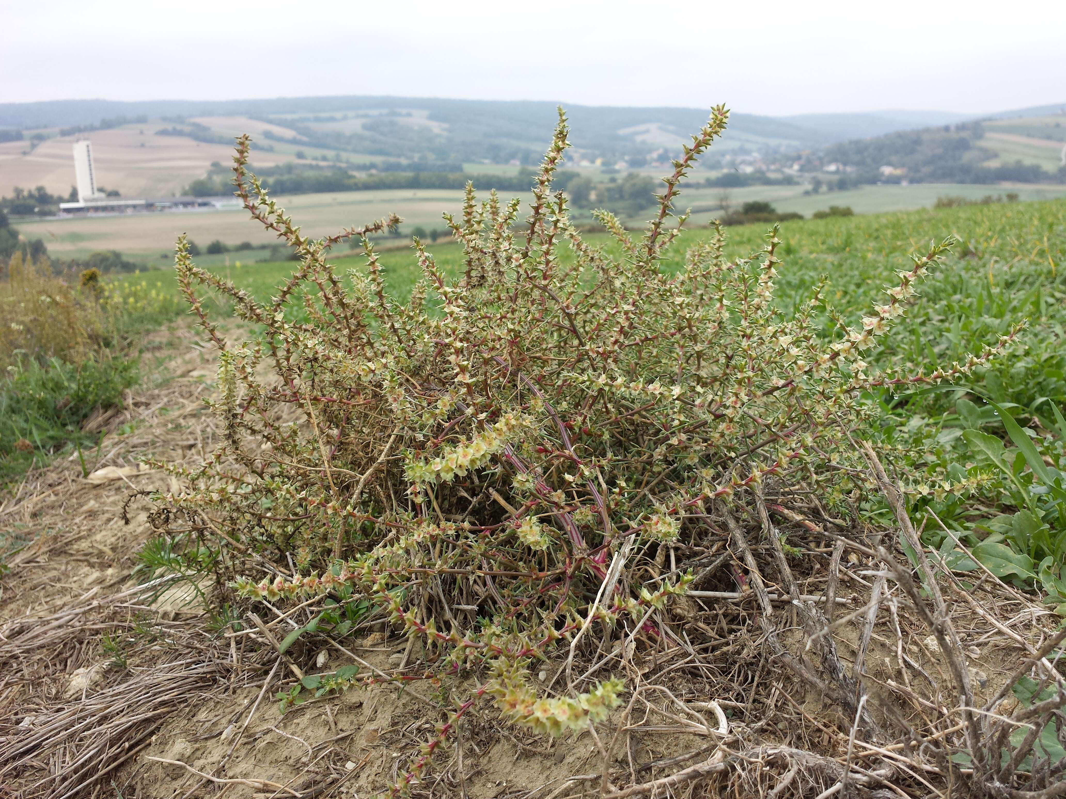 Image of Prickly Russian-Thistle