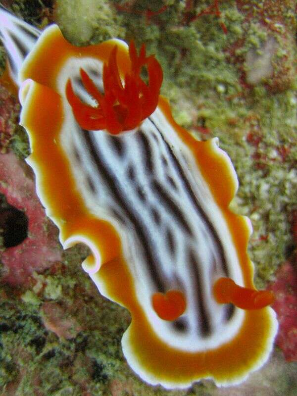 Image of Chromodoris africana Eliot 1904