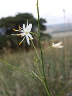 Image of Branched St Bernard's lily