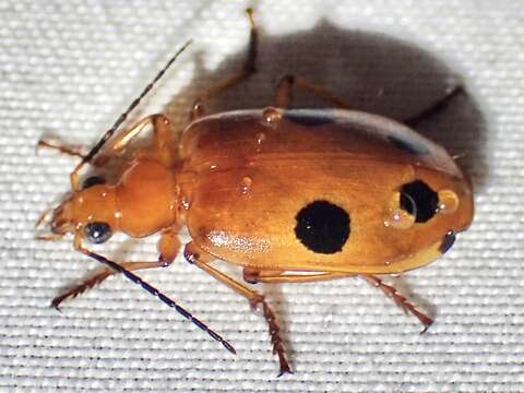 Image of Lebia (Chelonodema) balli Reichardt 1972