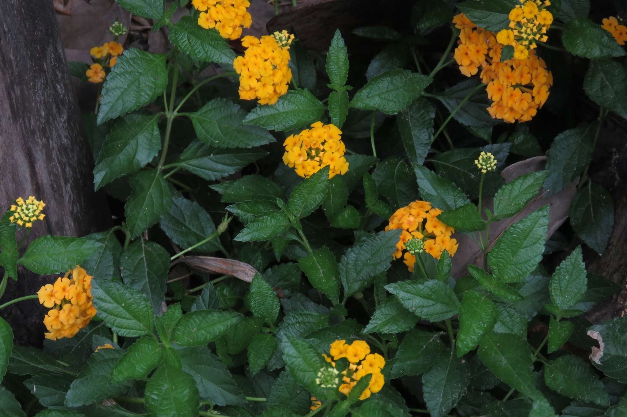 Image de Lantana polyacantha Schauer