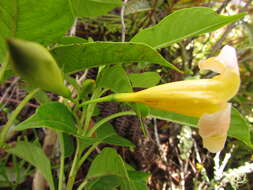 Image of Mandevilla urophylla (Hook. fil.) R. E. Woodson