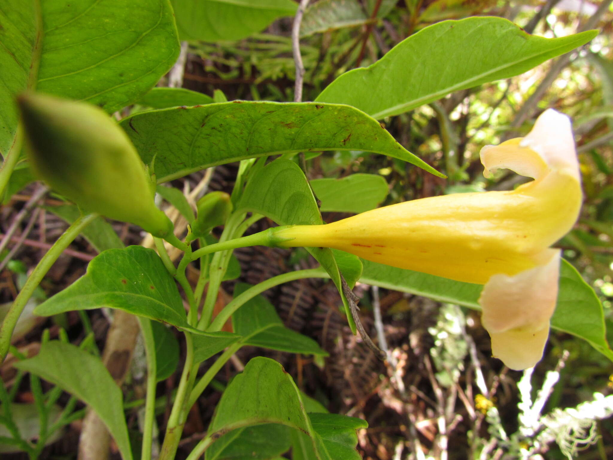 Image of Mandevilla urophylla (Hook. fil.) R. E. Woodson