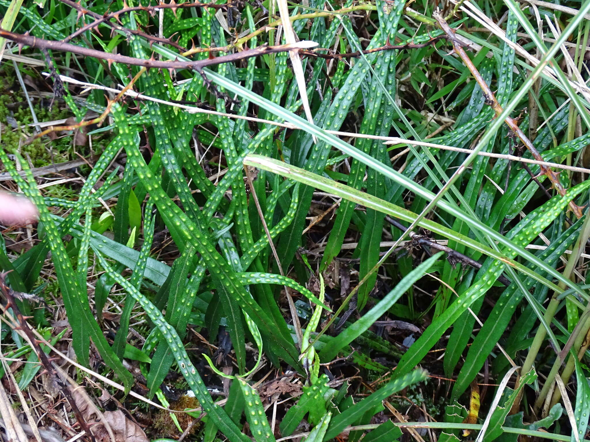 Image de Lepisorus pseudoussuriensis Tag.