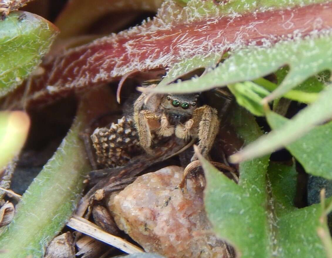 Image of Habronattus captiosus (Gertsch 1934)