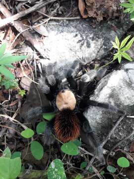 Image de Brachypelma albiceps Pocock 1903