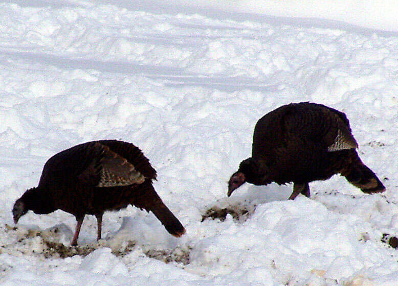 Imagem de Meleagris gallopavo Linnaeus 1758