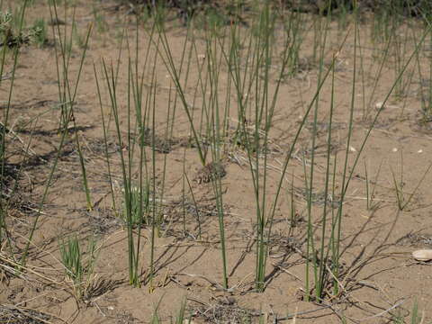 Image of Juncus balticus subsp. ater (Rydb.) Snogerup