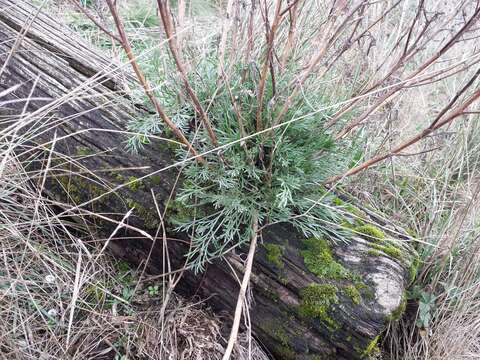 Image of field sagewort