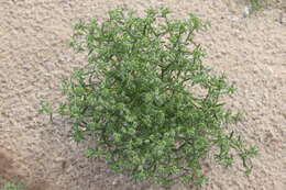 Image de Cryptantha maritima (Greene) Greene