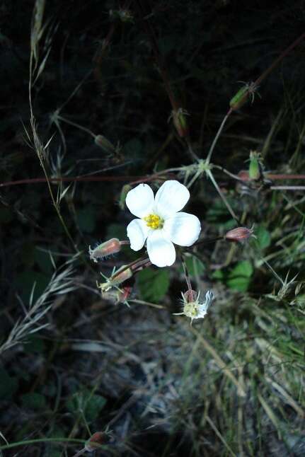 Image of Monsonia umbellata Harv.