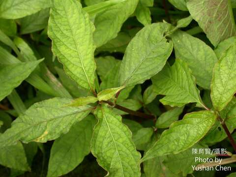 Image of Round-leaved chaff-flower