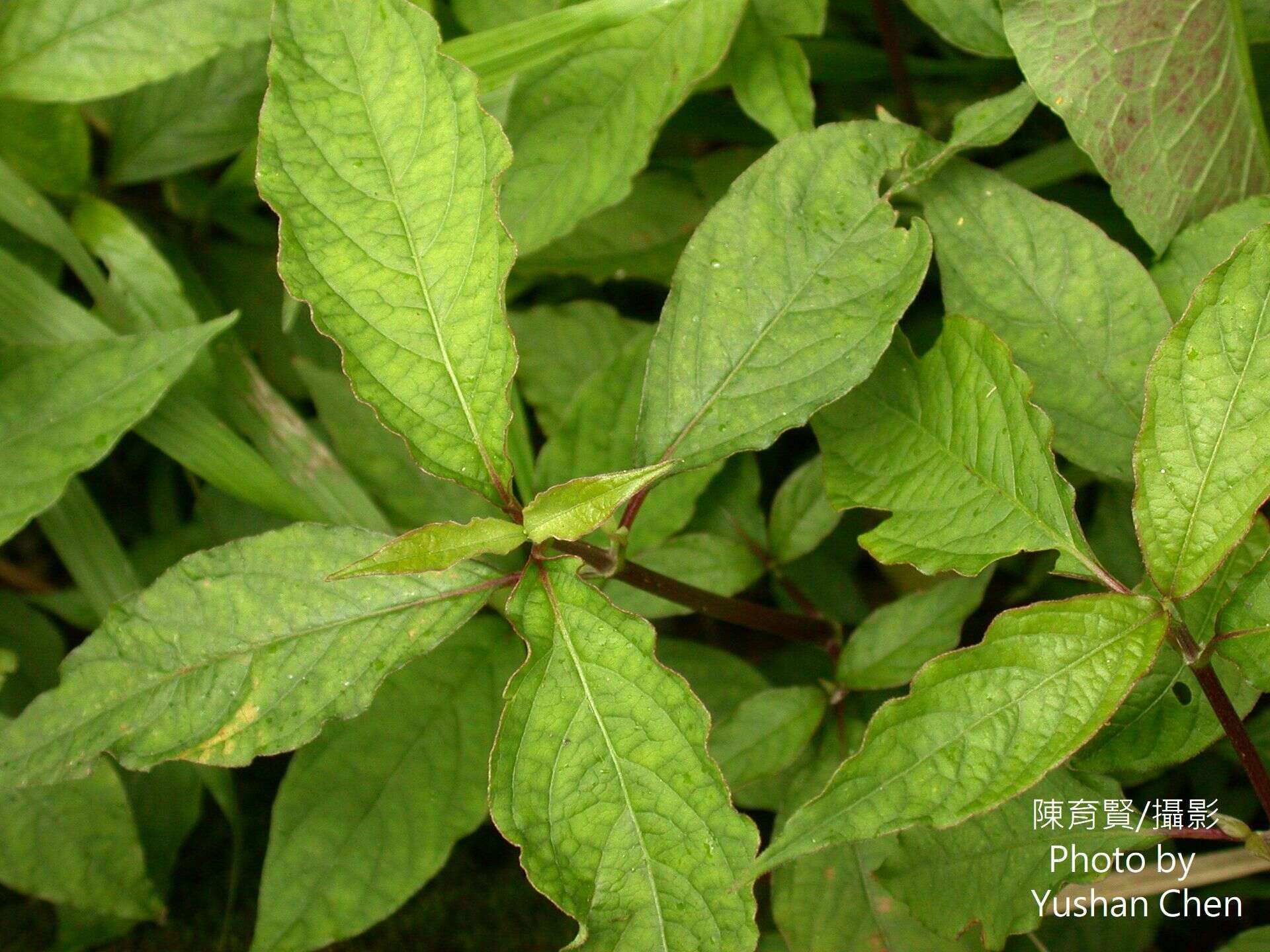 Слика од Achyranthes splendens var. rotundata Hillebr.