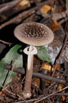 Image de Amanita cinereoannulosa Cleland 1933