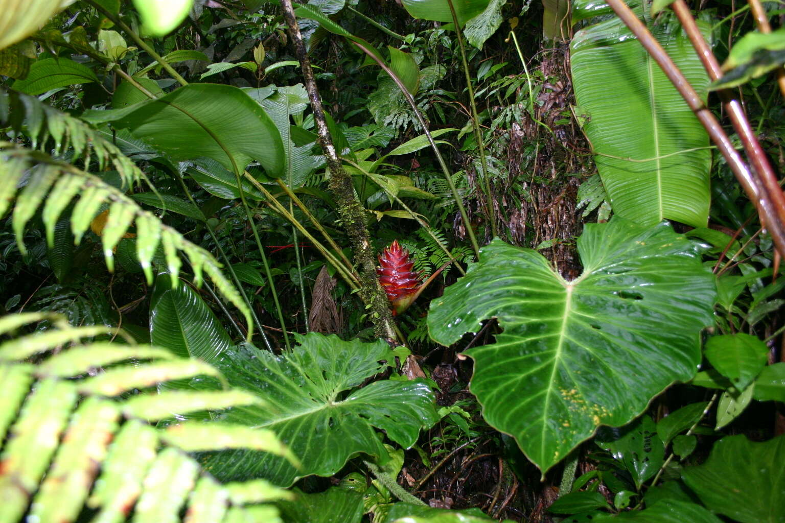 Image of Heliconia atropurpurea G. S. Daniels & F. G. Stiles