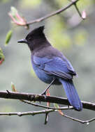 Image of Steller's Jay